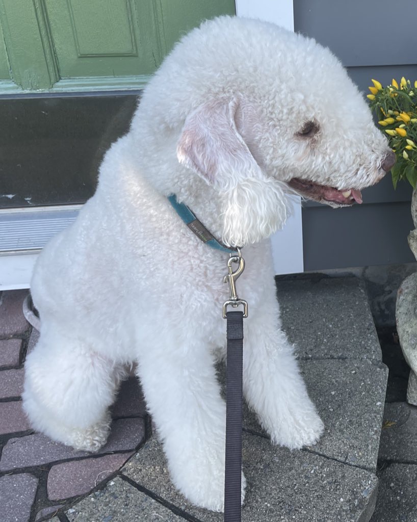 Basil, a dog in my care