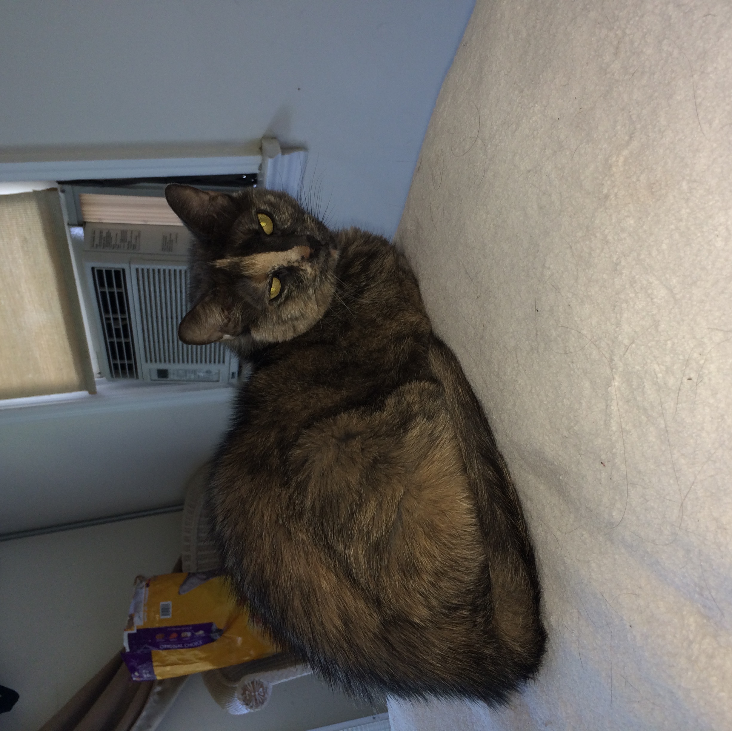 Catty, a cat in my care