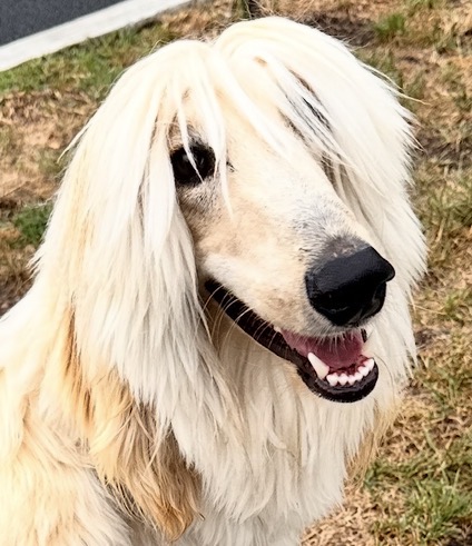 Gil, a dog in my care